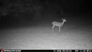 09 23 2025 Early Morning at the Homestead  #wildlife #deer  #NatureRelaxing #ASMRNature 