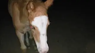 What is wrong with the goat's voice?