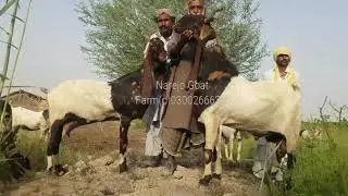 Huge Size Pateri Goats