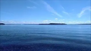 Orcas and Dolphins in Case Inlet, South Puget Sound