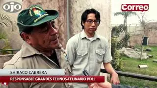Drone de Ojo vuela sobre felinario lleno de leones, tigres y otorongos
