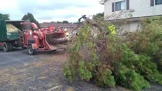Pine tree in morbark hurricane