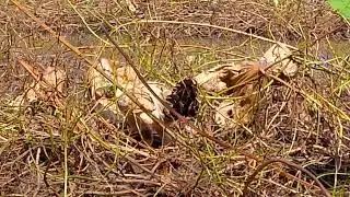 A hen walks her chicks through the fields.#chicken