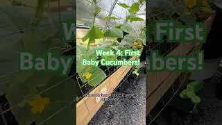 Week 4: First Baby Cucumbers! 🥒 #BabyCucumbers #GardenUpdate