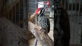 Pelatuk Bawang Jinak Gacor