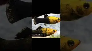 top 3 low cost fish #short #top #3 #low #cost #fish #guppy #molly #zebra #fish #in #trending #shorts