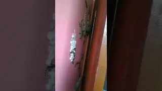 Si escuchas ruidos detr&aacute;s del armario esta es la raz&oacute;n 🤔🦎 #Shorts