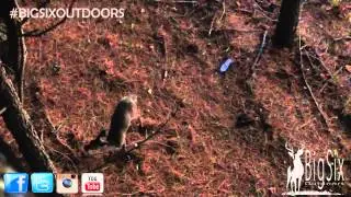 Funny Deer video - Hunting in  South Carolina - Bigsixoutdoors