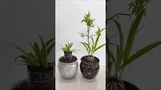Beautiful spider plant flowers| easy make garden plant #shorts #plants #flowers