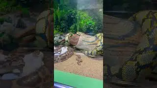 Huge Anakonda @Guindy national park || chennai snakes park
