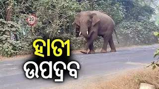 One Killed, Two Injured In Elephant Attacks | Kalinga TV