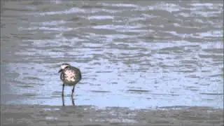 Zilverplevier (Pluvialis squatarola)