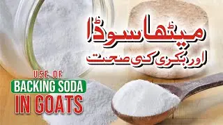 Goat Health and Baking Soda | میٹھا سوڈا اور بکری کی صحت  | Baking Powder | میٹھے سوڈے کا استعمال