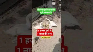 Free Range Poultry Farming. कम लागत ज्यादा लाभ। Desi Murgi Palan.