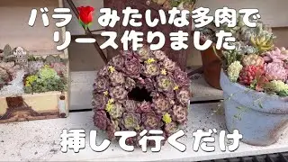 【多肉植物バラ🌹のような多肉ちゃんでリース作り】激カワになった😍