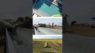 No grid in remote areas? Samking solar water pump&mdash;your ultimate water solution!
