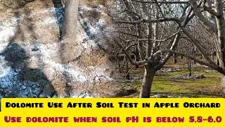 Dolomite Use After Soil Test in Apple Orchard 🍎Use dolomite when soil pH is below 5.8&ndash;6.0