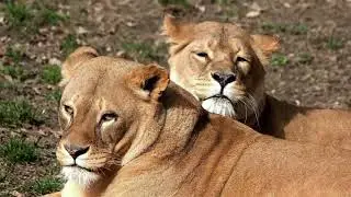 The Ultimate Safari Experience Awaits!