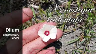 Narrow-leaved merremia (Xenostegia tridentata)