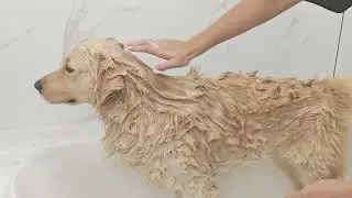Make Bath Time Easy & Fun for Your Dog! | G-Promise Pet Shower Head Demo 🛁🐶