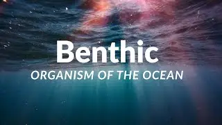 Benthic organism of the ocean