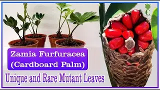 Zamia Palms | Zamia Furfuracea | Cardboard Palm