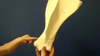 Osteologia Osso Escápula Equino UFPR   Palotina
