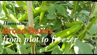 Broad Bean Reveal and how to freeze them