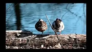 #3 Wild Birds in Illinois  #naturephotography #birdsphotography #foryou