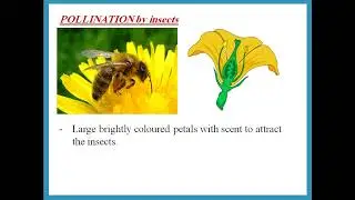 Reproduction in Flowers - IGCSE Biology - Combined Science -  Dr  Hanaa Assil