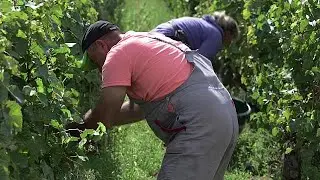 Posted workers: a French paradox?