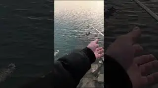 PERCH TATLI SU LEVREĞİ AVI #shorts #keşfetbeni&ouml;ne&ccedil;ıkar #fishing #fish #keşfetteyiz #perch