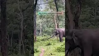 Wild tusker 🦣#shorts #kerala