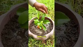 Mira como se siembran las manzanas