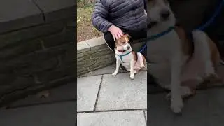 Adopt Harley loving and sweet beagle corgi mix