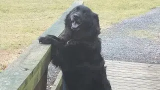 2 Year Old Lab-Chow Mix | Dog Reactive No More | Dog Training Atlanta