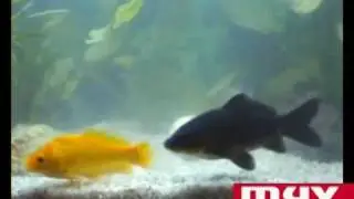ecobioball bajada mp4.mp4