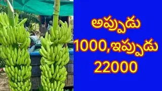 Banana rate increased to 22 thousand in Andhrapradesh