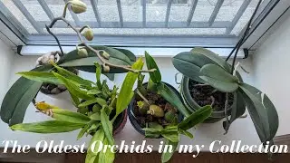 Oldest Orchids in my Collection | Mistakes I Made as a New Grower and What I've Learned