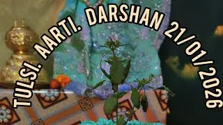 💫Tulsi Aarti Darshan Aarti by sukhi Das ram Prabhu Prabhu ji and Aman 💫 21/01/2026〰️🙌