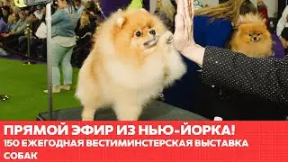 За кулисами выставки собак в Вестминстере #одиндень #новости