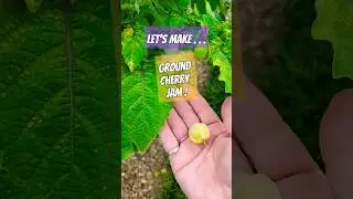 Ground Cherry Jam #shorts