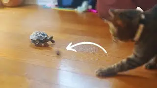 一緒にボール遊びをする猫とスケボー亀【Let's play ball together! cat and skateboard turtle】