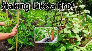 Staking Like a Pro 🌿 | Keep Your Plants Upright, Healthy & Thriving!