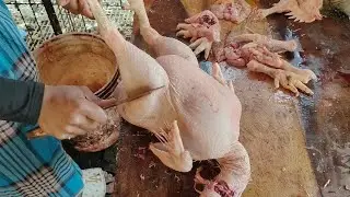 The Chicken Cutting By knife 
