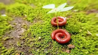 Awakening the red millipede: A Gentle Start to the Day