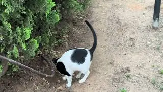 look at this cat! early morning, the cat is in a hurry