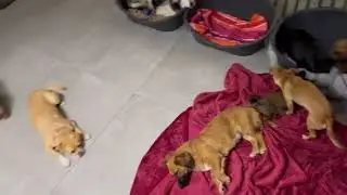 Play time before sleep 😴 - Takis Shelter