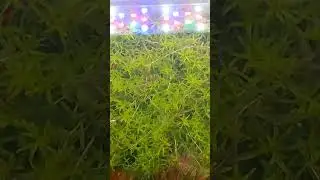 shrimp  tank.