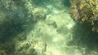 Snorkel Puerto Rico! All Inclusive private charter for Snorkeling, Scuba, Fishing & Sunset cruises.